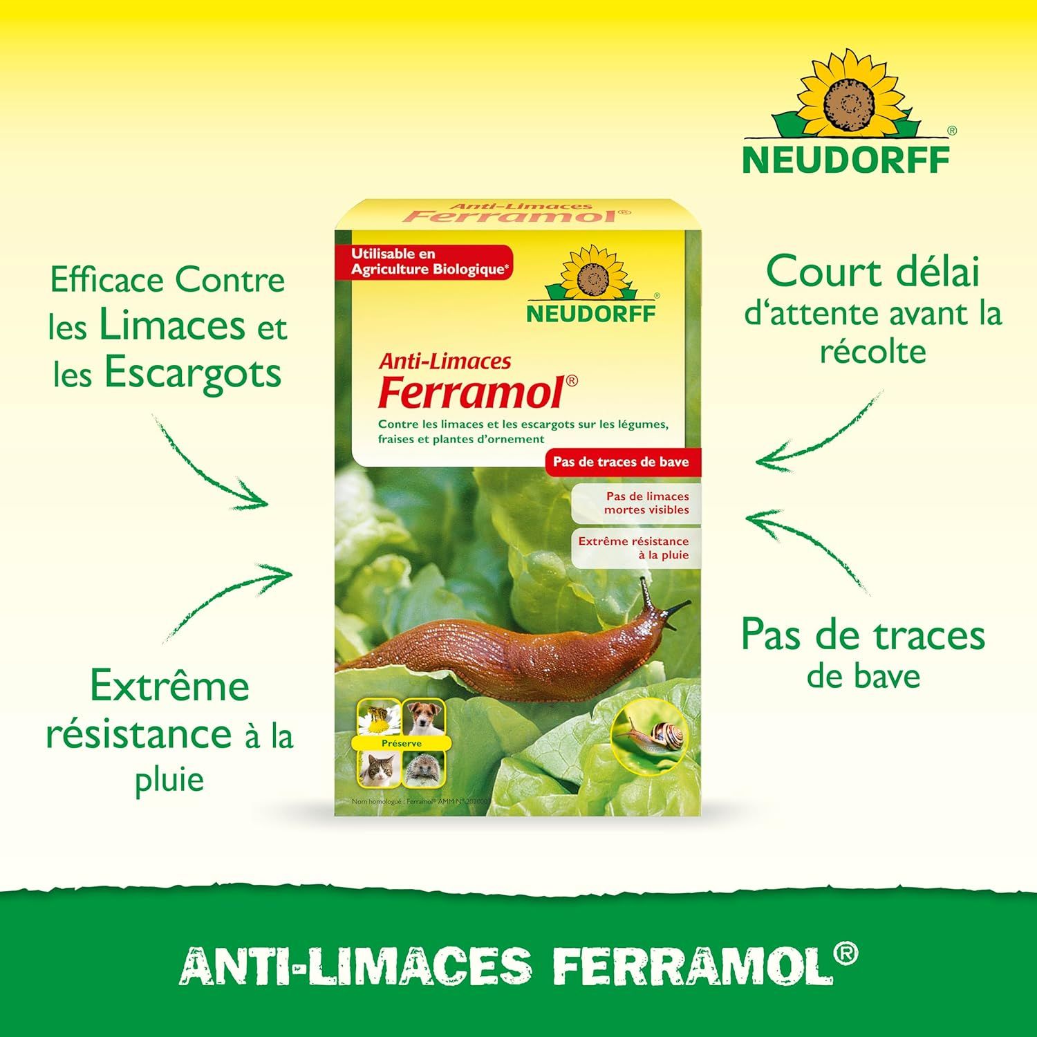 Granules Ferramol épandues sur un potager